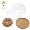 Transparent Tabletop Plant Vase with Wooden Tray Mini Terrarium Glass Planter  Botanical Display