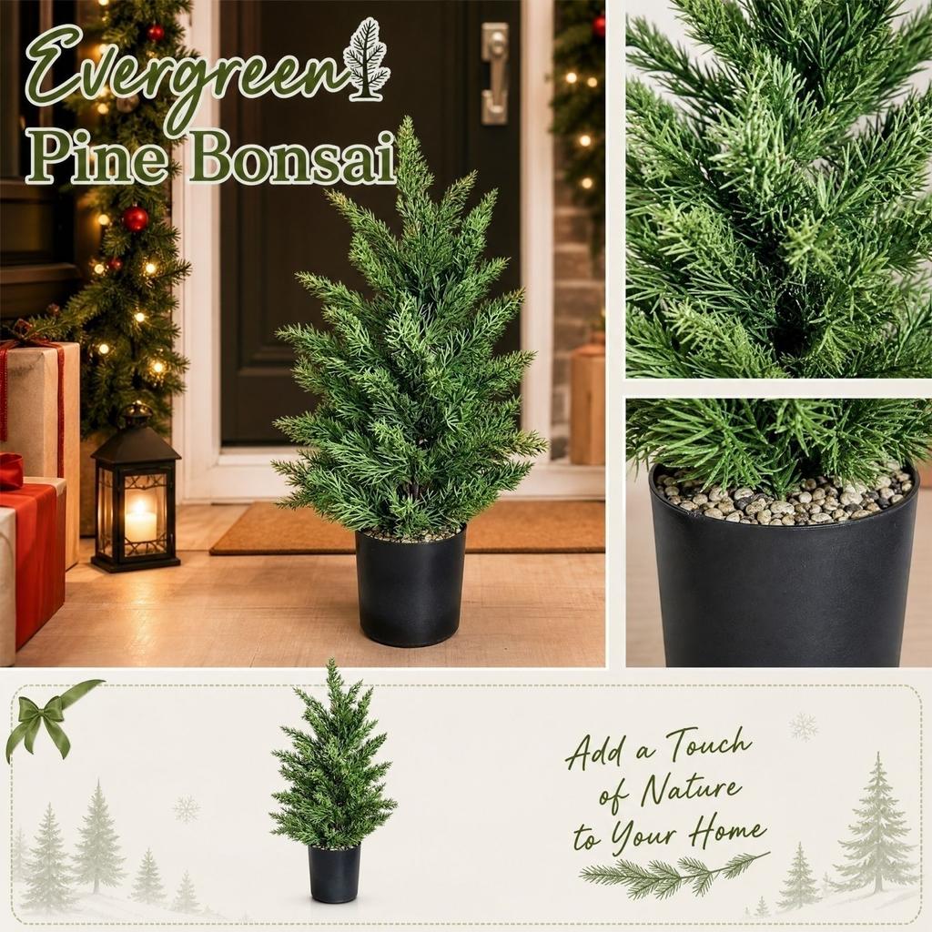 Potted Tree Real Green Plant for Christmas Indoor Decor, Requires Self- and