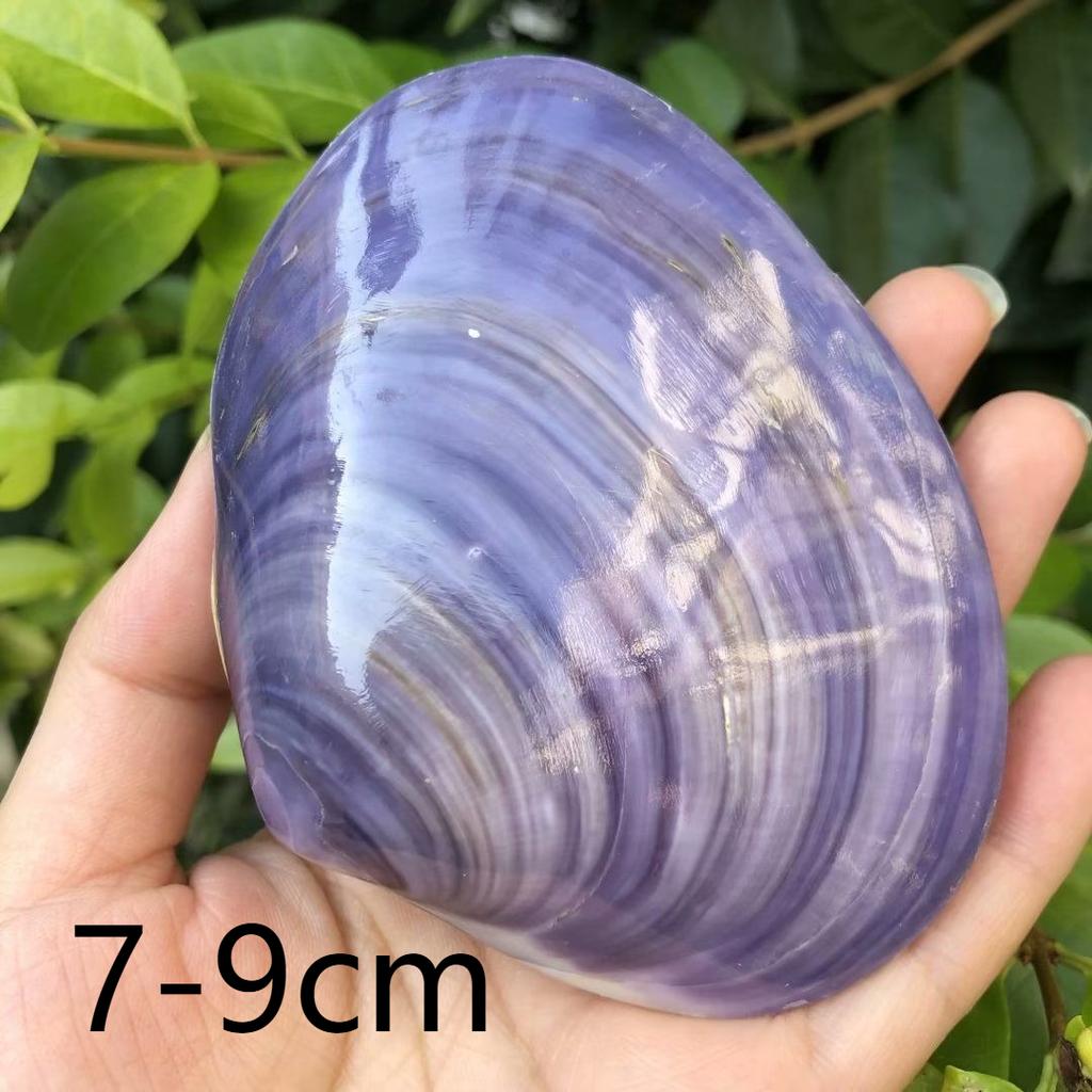 Natural conch shells, seashells, pink seashells, purple clams, fish tank aquarium landscaping, home decorations, photography props, large