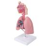 Respiratory System Model with Removable Heart Human Lung Anatomical Display for Students Study Teaching Tool