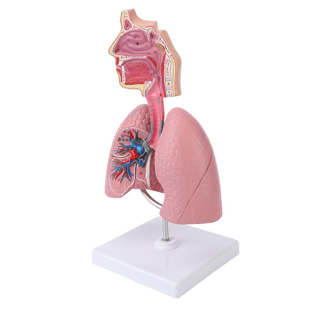 Respiratory System Model with Removable Heart Human Lung Anatomical Display for Students Study Teaching Tool
