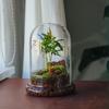 Glass Dome with Airhole Glass Cloche Bell Jar with Base Home Tabletop Display Clear Terrarium Container for Plant, Flower