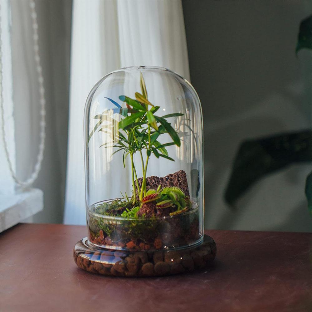 Glass Dome with Airhole Glass Cloche Bell Jar with Base Home Tabletop Display Clear Terrarium Container for Plant, Flower