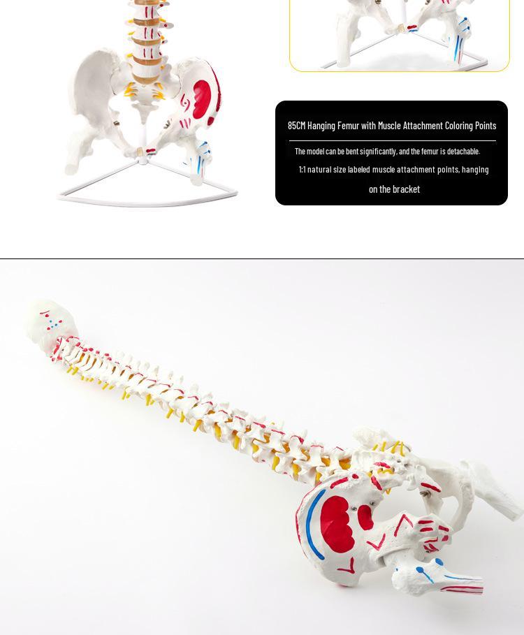 Adult 1:1 Human Spine Model for Chiropractic Practice - Cervical, Lumbar, and Skeleton Display