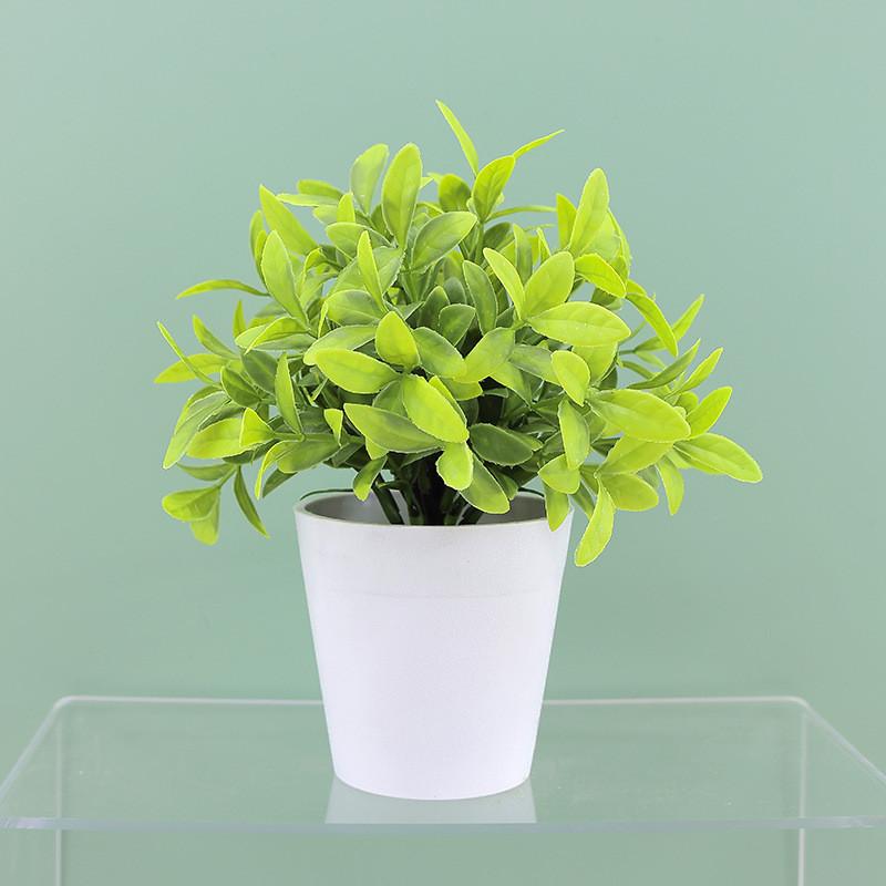 Buxus Sinica Rehd Eucalyptus Robusta Potted Plant Indoor Decor For Home