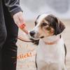 Nuovo Clicker ad Anello Mini Clicker per Dita per Animali Attrezzatura per l'Addestramento Sonaglio per l'Obbedienza Allenatore Clicker Addestramento Sonaglio Articoli per Animali