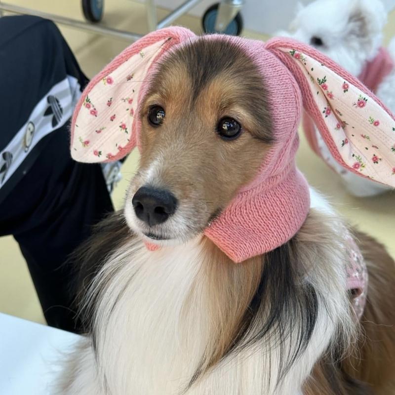Cute Knit Rabbit Ears Shape Hat for Cat Christmas Party Pet Dogs Keep Warm Headwear Winter Halloween Cosplay Accessories