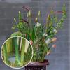 70/120/150/200mm Edelstahl Kupfer Rund Kenzan Ring Japanische Blumenarrangement Basis Ikebana Floristenwerkzeug