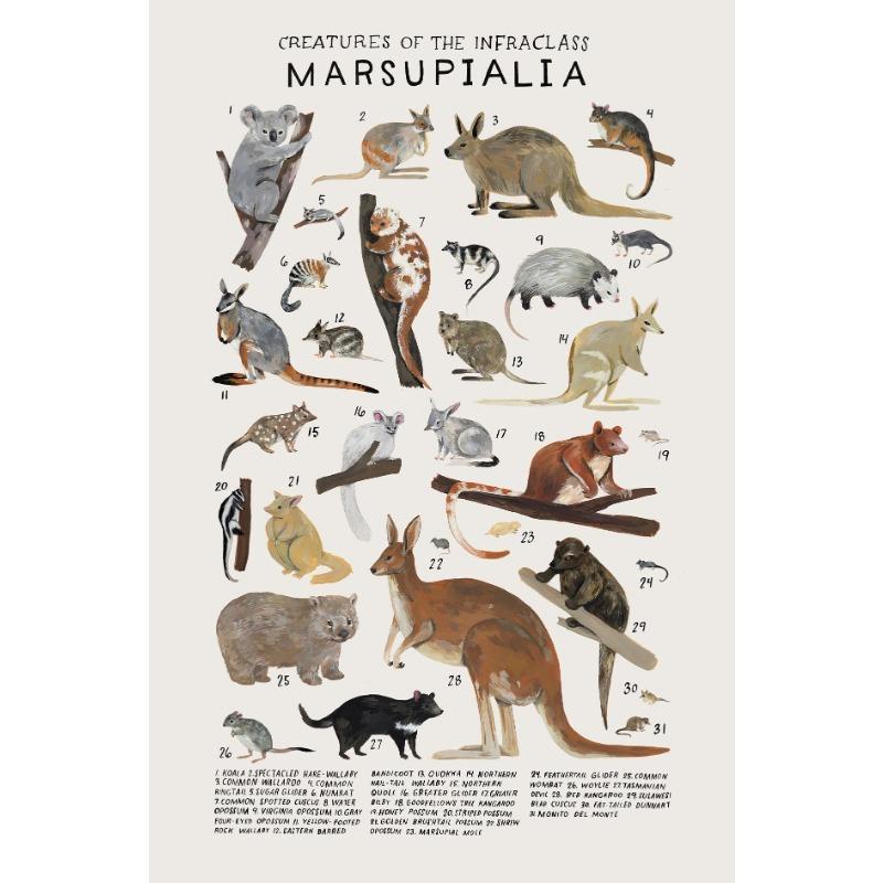 Woodland Animals Genus Generic evolution Nursery Posters Child Educate Prints Canvas Painting Wall Art Pictures Room Home Decor