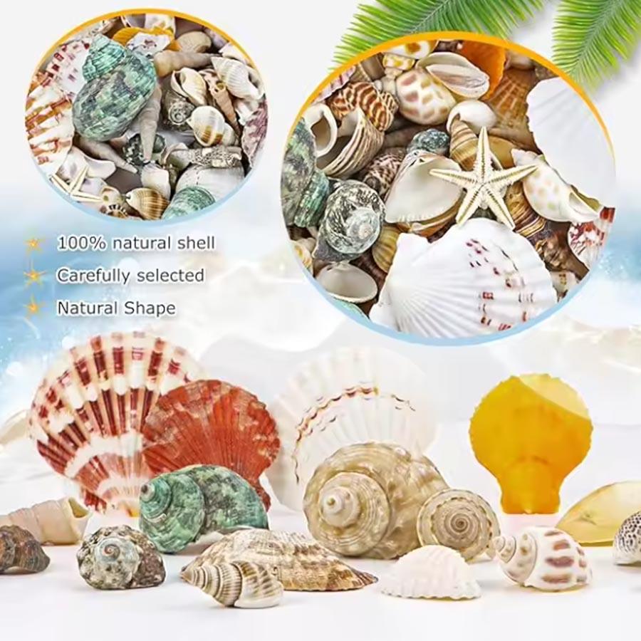 200G Beach Seashell Mediterranean Style DIY Fashion Mix Sea Shells Natural Crafts for Aquarium Fish Tank Decor Sea Conch