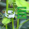 Green Plant Support Clips & Vines for Seedlings