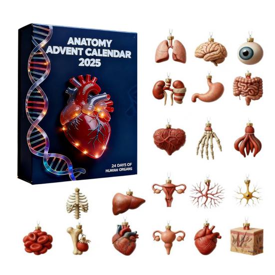 Anatomy Advent Calendar 24 Days Body Parts Countdown Calendar Gift Box with 24 Miniature Organ Acrylic Hanging Ornament Nurses Anatomy Lovers Gift