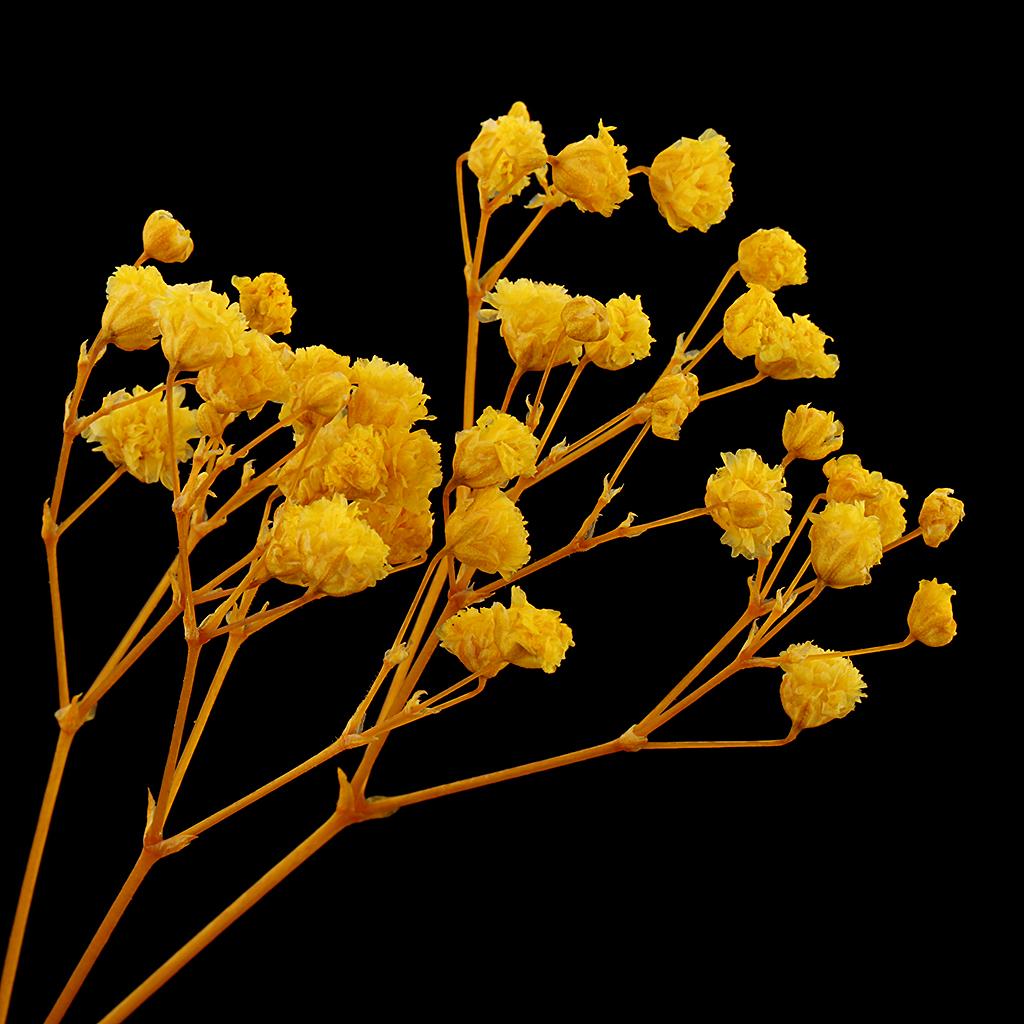 Pressed Leaves Dried Flower Embellishments for Scrapbooking Jewelry Making Resin Crafts Small Natural Floral Art