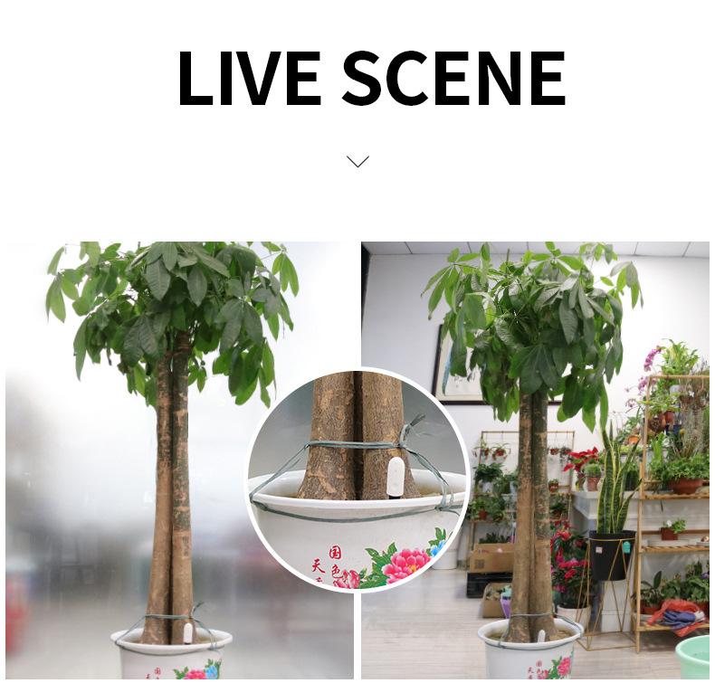 D5 Intelligent Soil Moisture Sensor Meter Test Measurement Detector Moisture Meter Flower Pot Vegetable Plant Planting Machine
