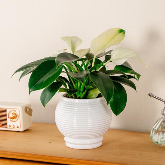 Selbstbewässernder Topf für Zimmerpflanzen Kleiner Kunststoff-Blumenpflanztopf mit Dochtseil und Reservoir für Usambaraveilchen, Grünlilie, Orchidee
