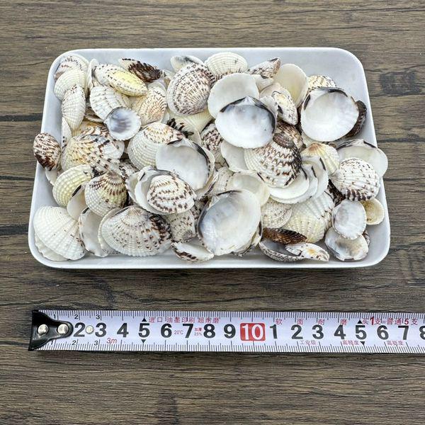 DIY Seashell & Starfish Craft Set: Handmade Chime, Drift Bottle, Fish Tank Decor