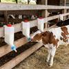 Wall Hanging Lamb Baby Bottle Soft Nipple Pet Milk Feeder Animal Feeding Bottle  Veterinary Use