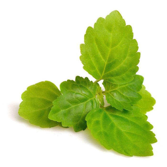 Candle Scent - Patchouli - 27 Ml - Made In France - Spicy Scent - For DIY Candles