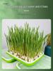 Garlic & Pea Sprouts Hydroponic Tray - Seedling & Sprouting Tool