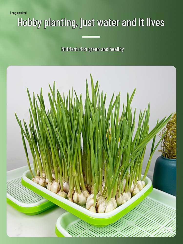 Garlic & Pea Sprouts Hydroponic Tray - Seedling & Sprouting Tool