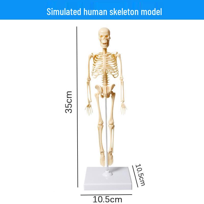 Full-Body Human Skeleton Model for Educational and Medical Use - Children's Early Education Toy