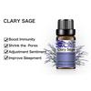 PHATOIL 3PCS Pure Plant Extract Essential Oil For Stress Relief Lavender Bergamot Clary Sage 10ml Water Soluble Oil Air Freshening Body Relieve