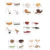 Model Toy Educational Design Early Simulation Plastic Animal Learning Growth Cycle Miniature