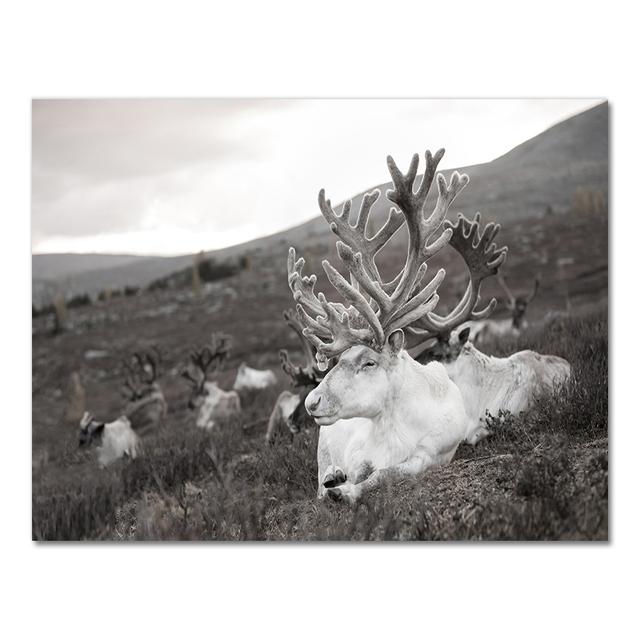 Scandinavian Poster and Print Winter Nature Landscape Canvas Painting Beer Deer Animal Wall Art Picture Nordic Style Home Decor No Frame