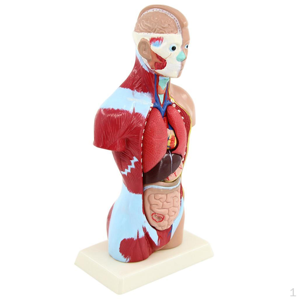 27cm Human Torso Anatomy Model Skeleton Life Size for