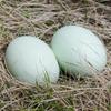 Wooden Simulated Chicken and Duck Eggs for Kids' DIY Hand-Painted Easter Toys