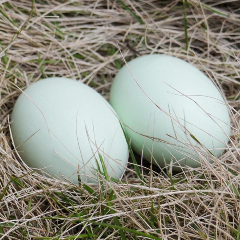 Wooden Simulated Chicken and Duck Eggs for Kids' DIY Hand-Painted Easter Toys