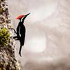 Woodpecker On Branch Steel Silhouette Metal Wall Art - Perfect Outdoor Decoration for Home Garden, Yard, Patio