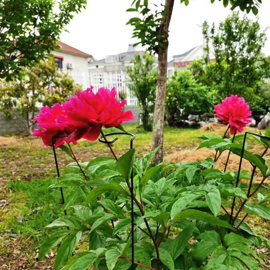 5Pcs Plant Stake Not-Easy-to Bend Anti-rust Smooth Finish Burrs-free Not Harmful To Plants Floral Arrangements No