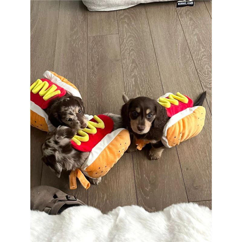 Long-Haired Dachshund Funny Hot Dog Clothes: Cozy Autumn & Winter Outfit for Small Pets