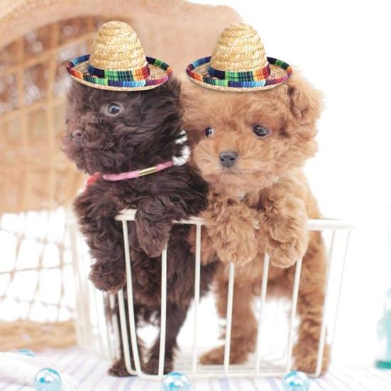 Carnival Hat, Mini Mexican Straw Hat, Natural Colorful Braided Edge Hat, Breathable Festive Party