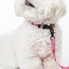 [Earp EarpXKINIKINI]CHERRY COVY COLLAR-PINK