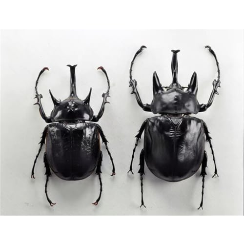 BACALYSO | Nirvana Acteon Elephant Beetle Figure, Refrigerator Ornament, Magnetic, Realistic, Adult, Illustrated, Insect, Beetle, Resin, Adult-Friendl