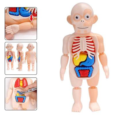 1 Pcs Model Furnishing Articles Toy Model Of Human Organs Human Organs Early Education Model Organ Assembled Toys DIY Assembly Plastic Kids Toy