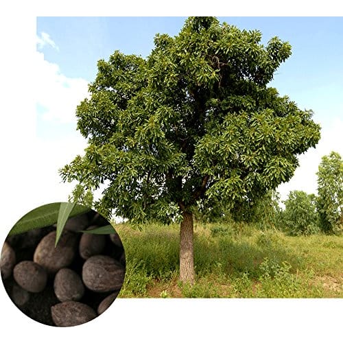 Mama Butter Additive-Free Hand Cream (Unscented) [Highly Moisturizing with Shea Butter] 40g