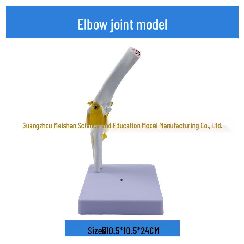 1:1 Human Skeletal Joint Models: Knee, Shoulder, Elbow, Hand, Foot, Hip