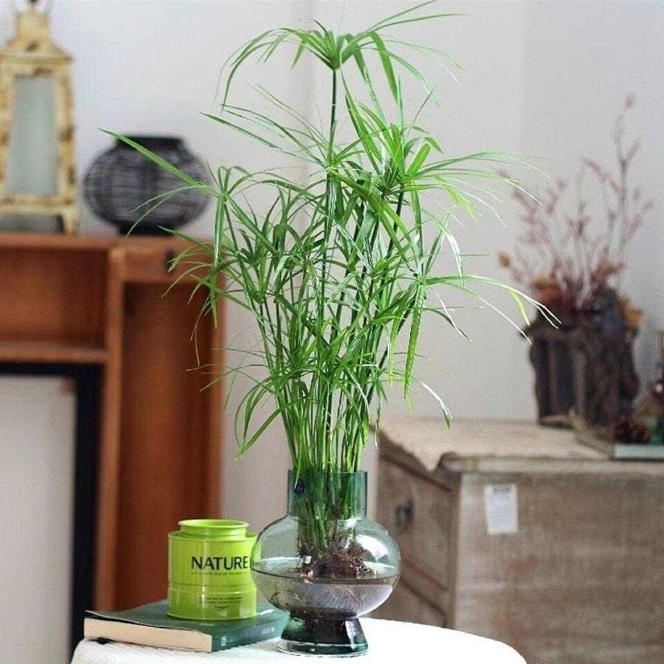 Hydroponic Lucky Bamboo and Aquatic Grass for Fish Tanks and Ponds