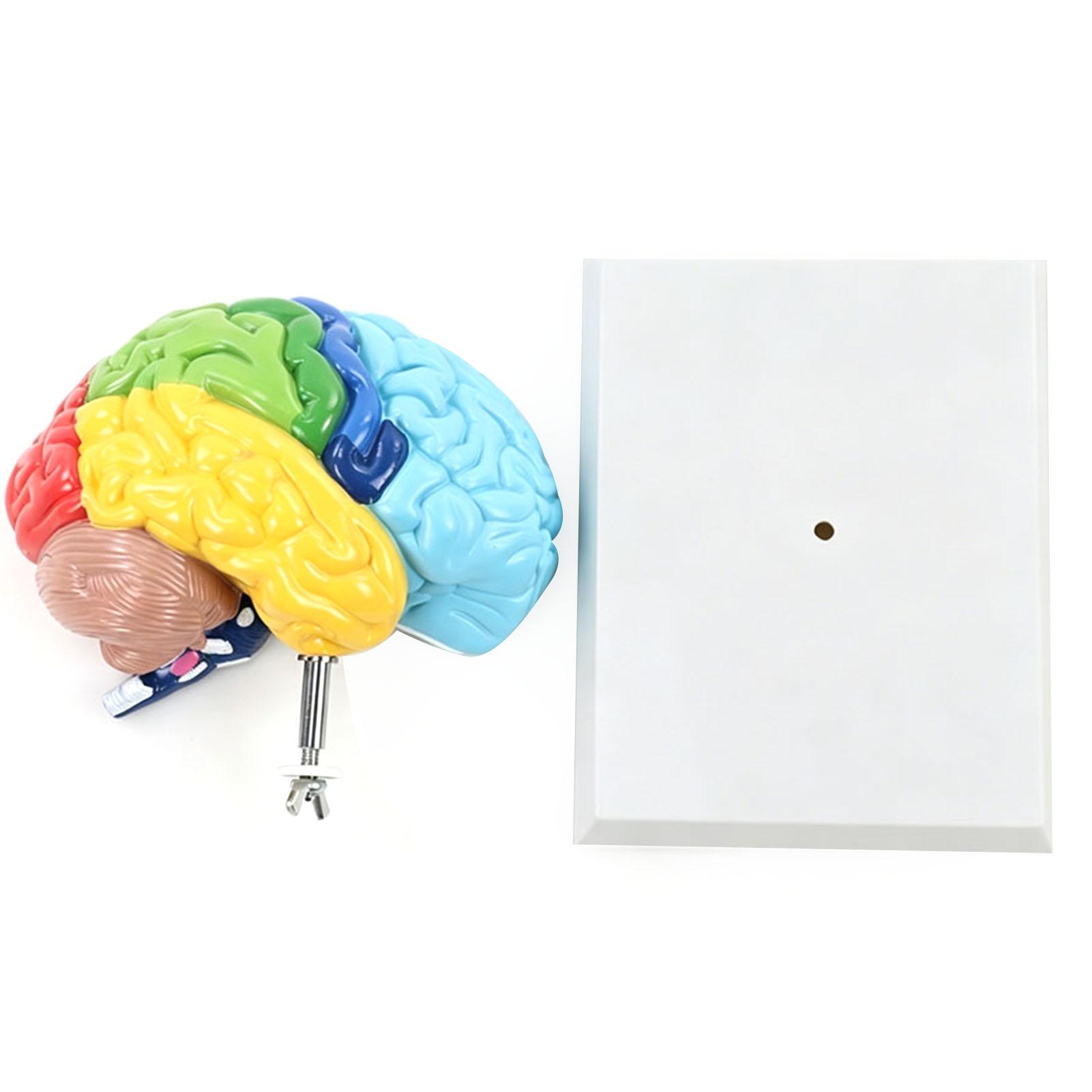 Tomtop Jms Unisex Kids Human Brain Model Right Hemisphere Anatomy Neuroscience Teaching Tool Color Coded For Psychology Cognitive Education