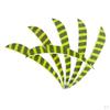 12 Pcs Shield Cut Turkey Feather Fletch Fletching Shape