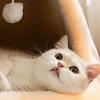 Breathable Closed Pet Tent House Detachable with Mat Cat Nest Small Puppy House Dog
