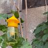 Trappola Uccidi Moscerini della Frutta Trappola Moscerini della Frutta Zanzare con Foro per Appendere Trappola per Insetti Mosche per Frutteto Trappola Insetti Controllo