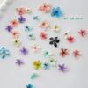 BEPAN 1PCS Summer Gradient Floral Nail Art Dried Flower Mixed Colors Natural Pressed Flowers Handmade DIY Boxed Wearable Nail Material