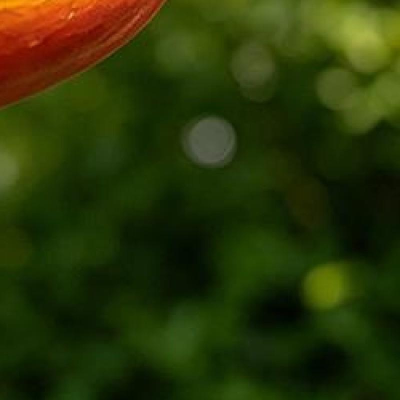 Resin Mushroom Sparrow Feeding Station Weather-Resistant Wild Bird Food Dispenser for Outdoor Garden Backyard Patio Yard Porch China Mainland