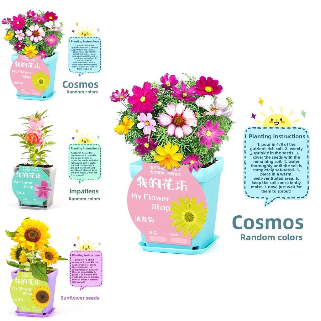 Science Experiment Diy Desktop Potted Plant Kit With Germination Seeds For Kids And Office Decor