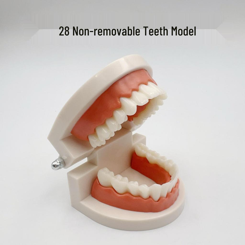 Detachable Dental Practice Denture & Oral Cavity Model