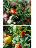 Prosperity Pomegranate Artificial Flower Arrangement for Living Room Decor - Realistic New Year Dried & Green Plant Ornament